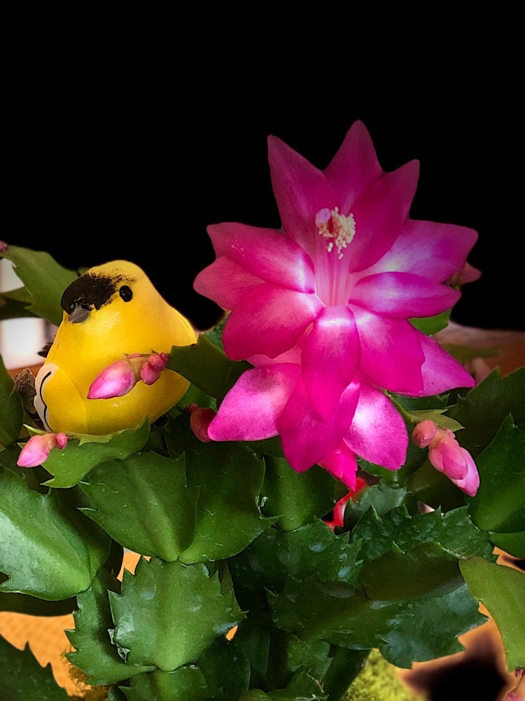 Christmas Cactus 