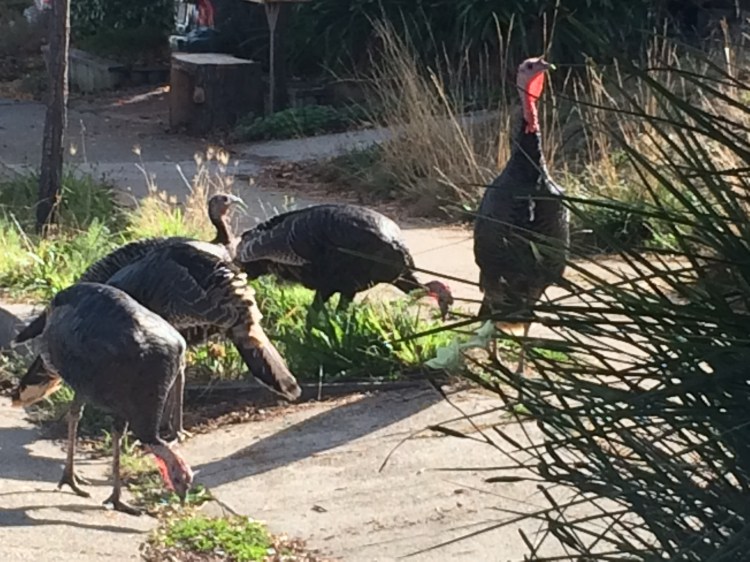 Turkeys 