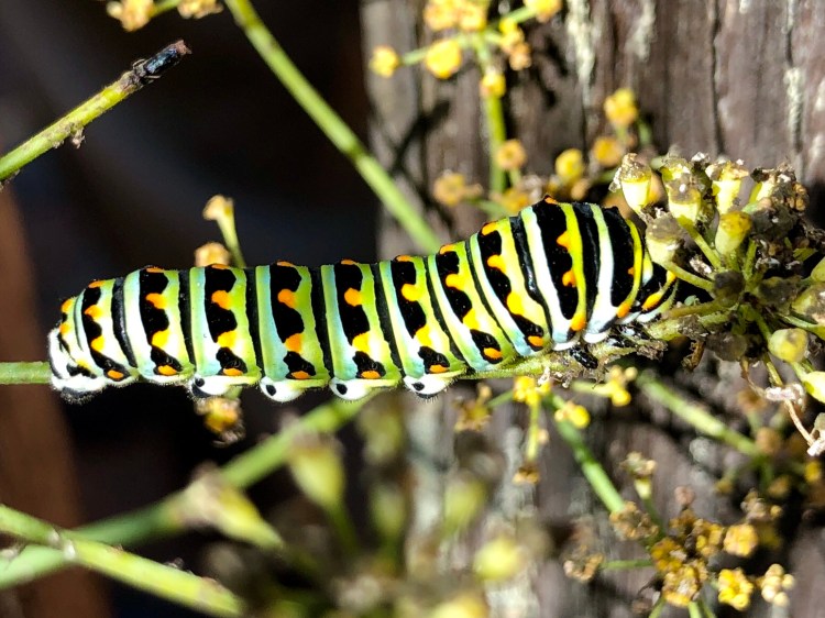 Caterpillar 