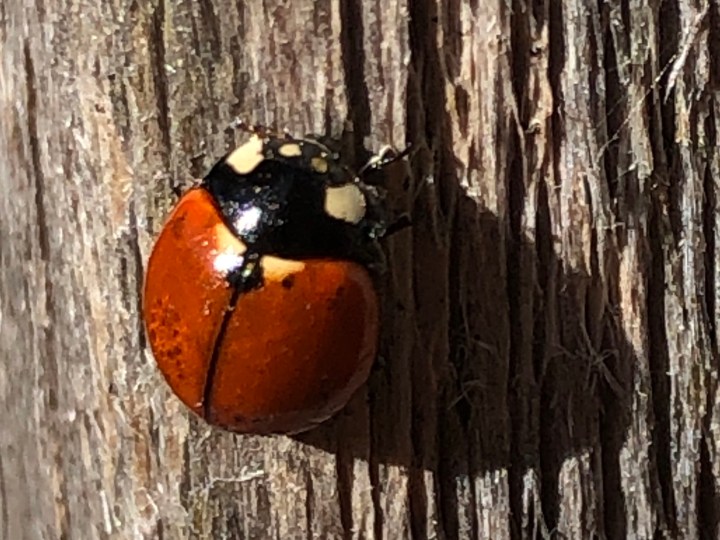 Ladybug