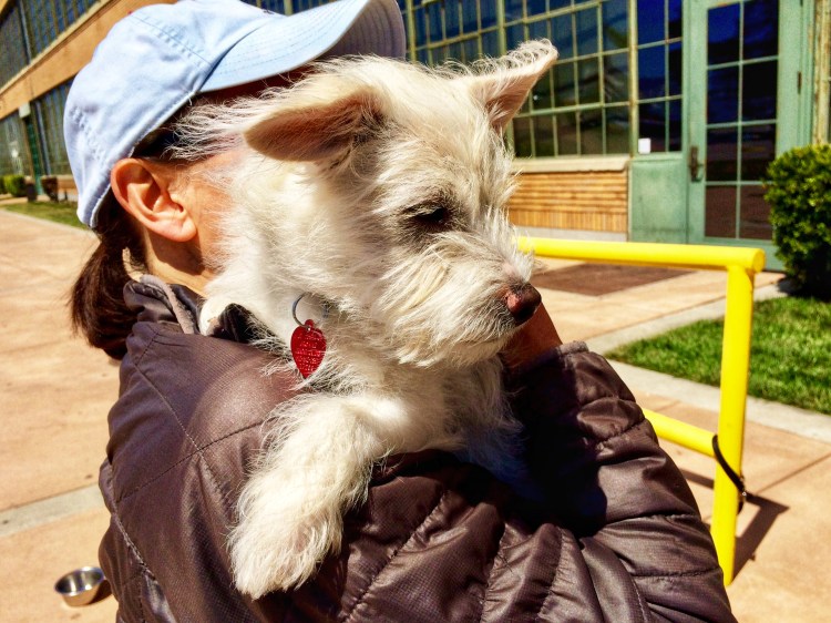 Cute dog I didn’t adopt 