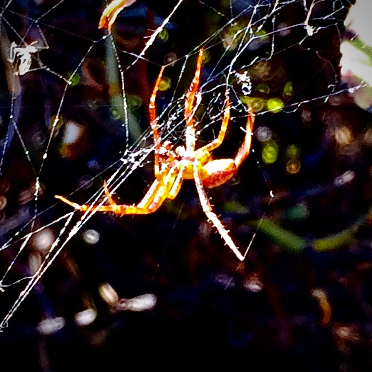 3 Long legend spider