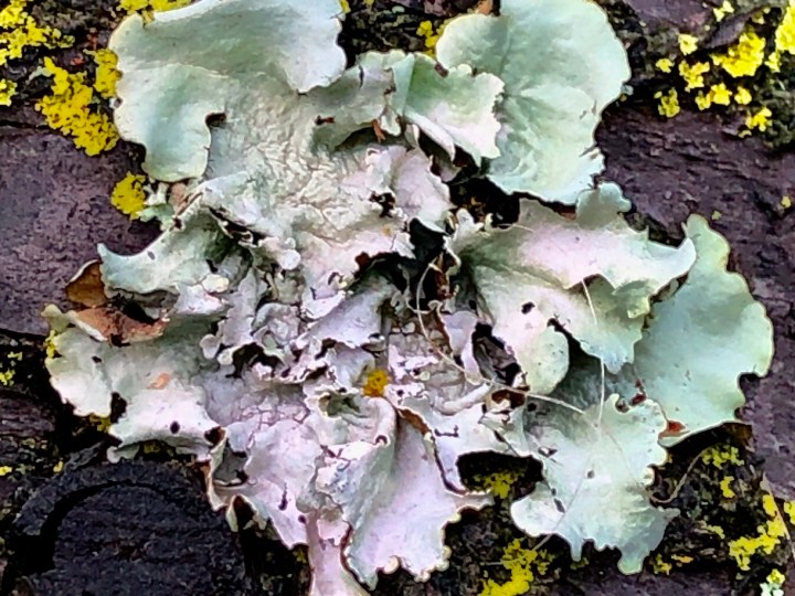 Lichen
