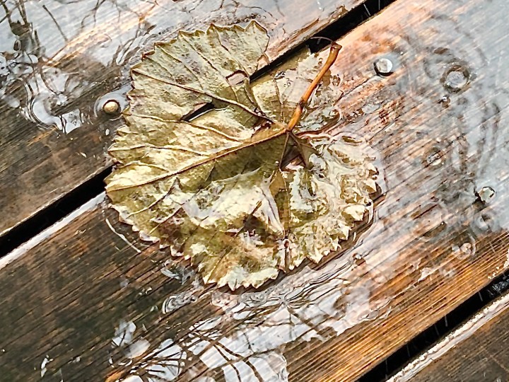 Grape leaf on deck