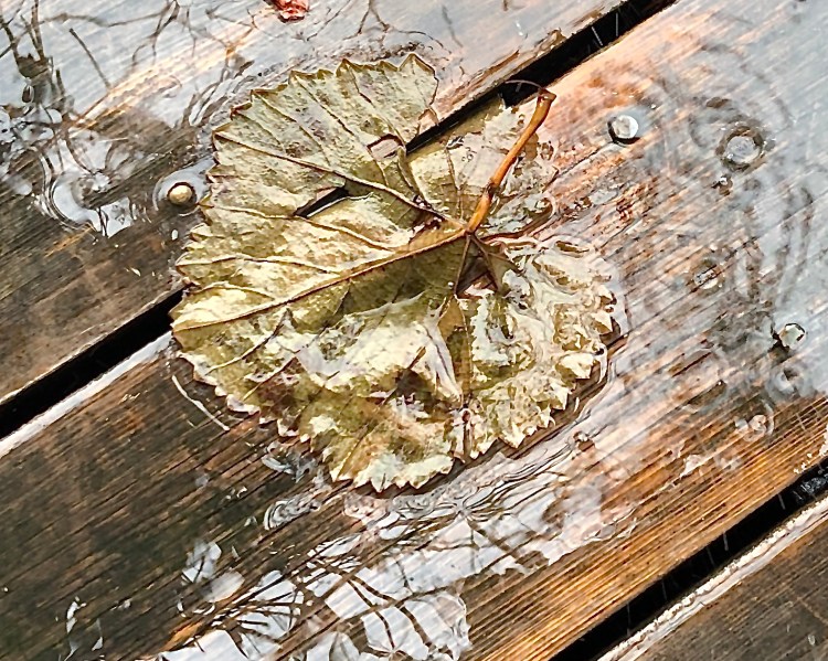 Grape leaf on deck
