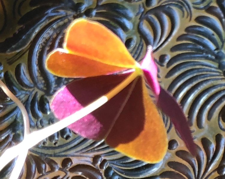 Oxalis and a ceramic plate