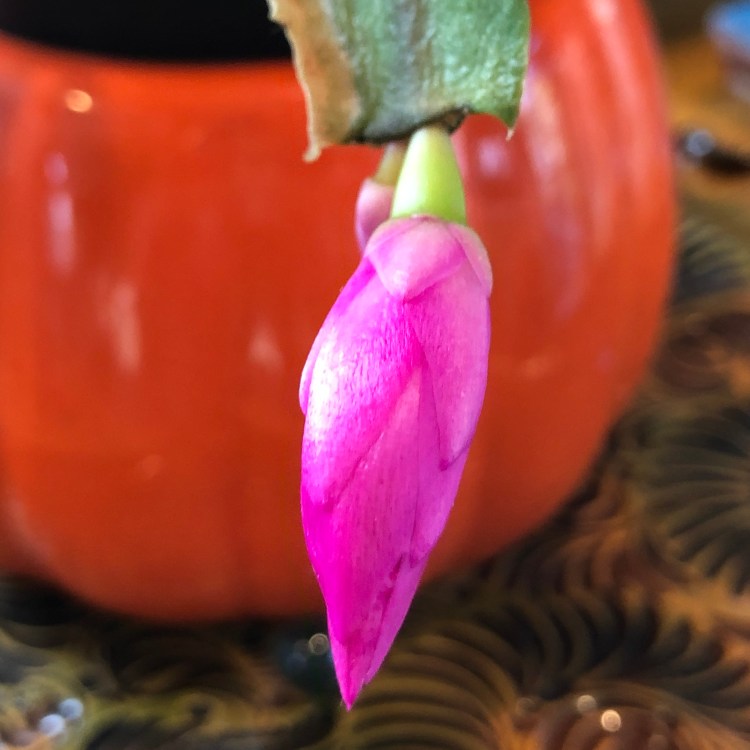 Christmas Cactus 