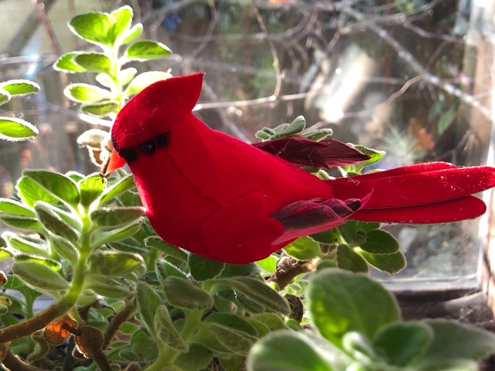 Cardinal