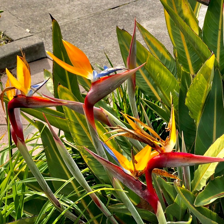 Birds of Paradise 