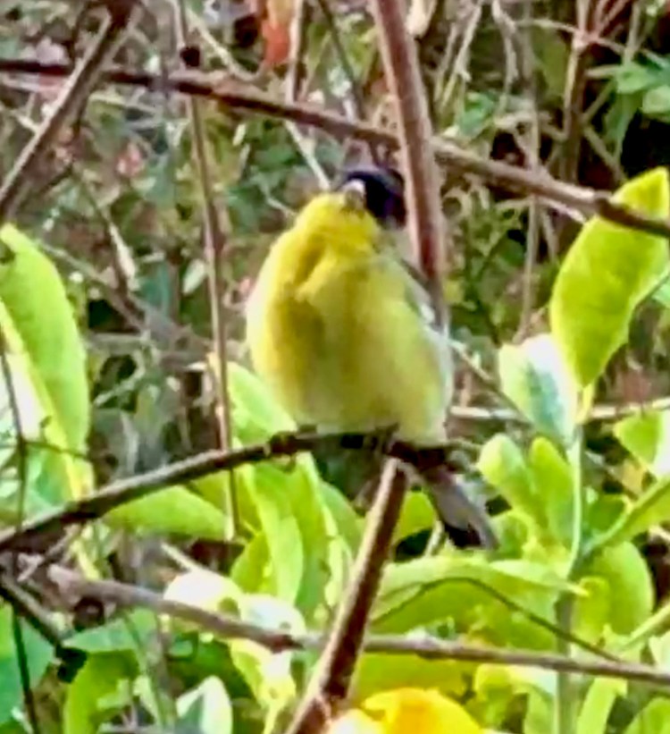Goldfinch 