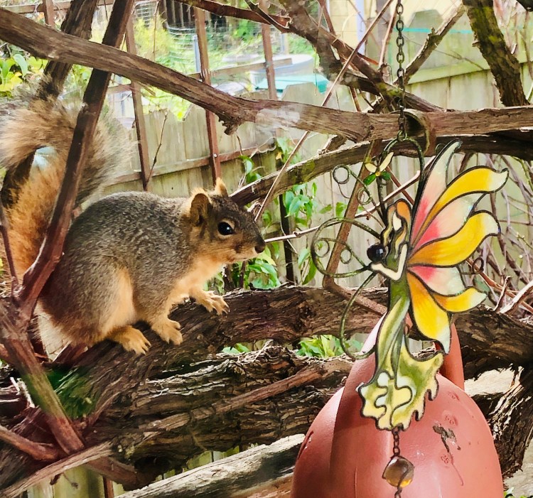 Squirrel and Fairy