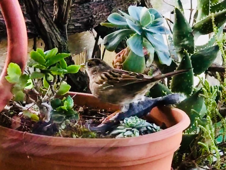 Bird 