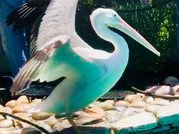 Pelican at wild care
