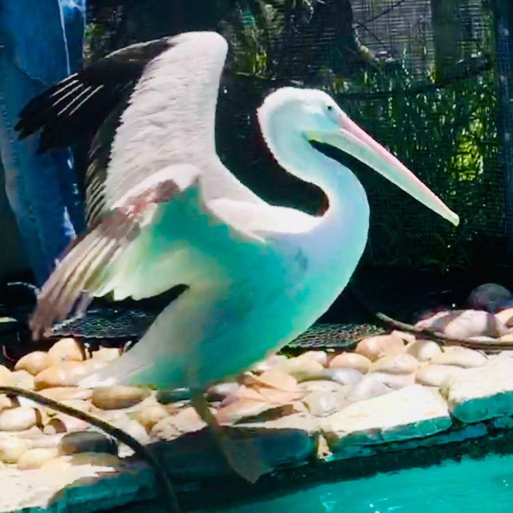 Pelican at wild care