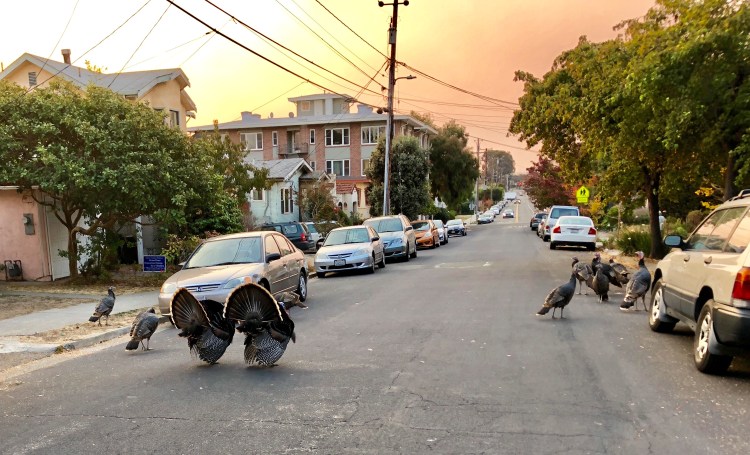 Turkeys on Jackson street