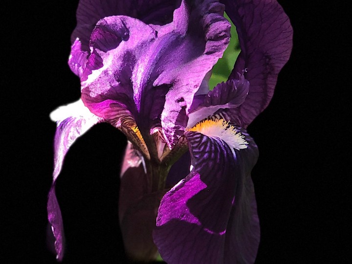 Iris