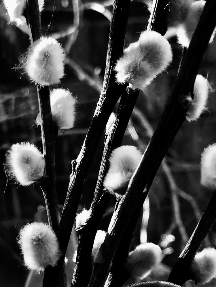 Pussy Willows