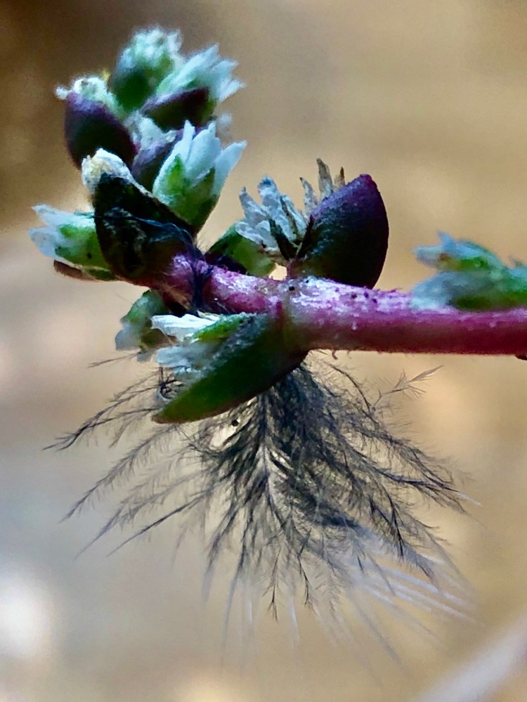 Succulent and feather 
