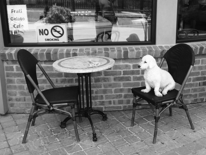 Pup and Chair