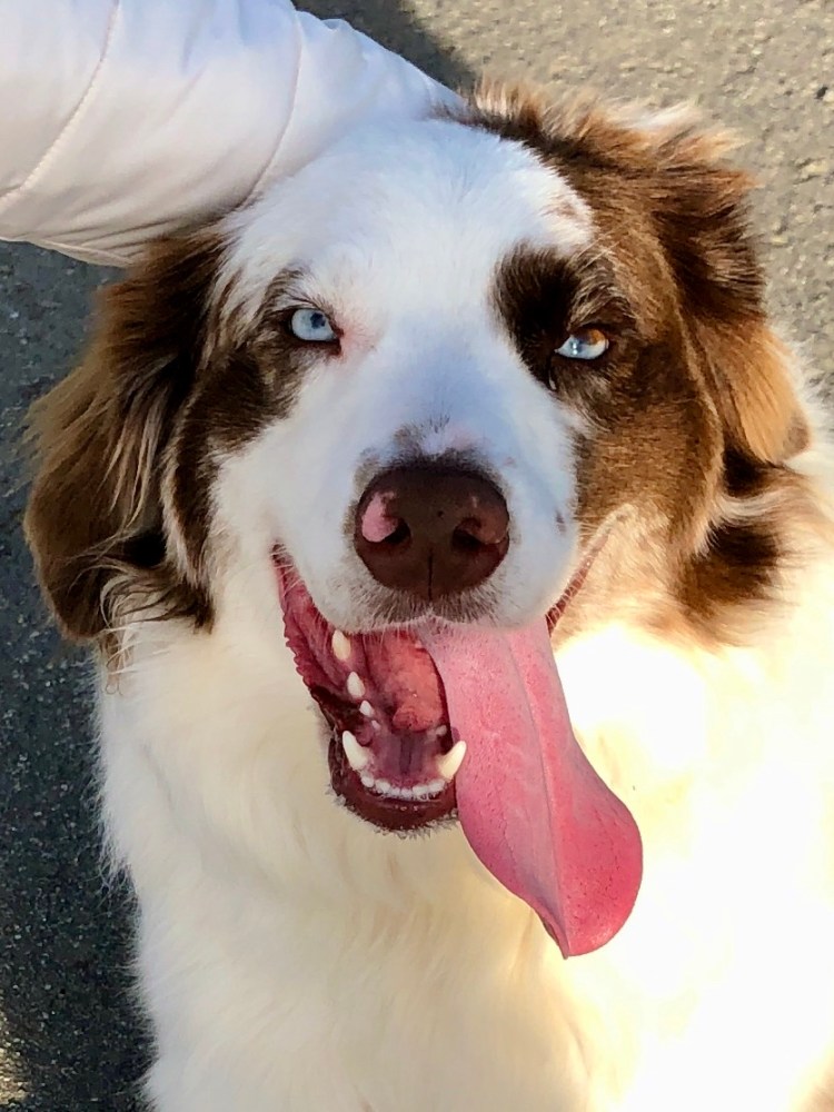 Dog with tongue 