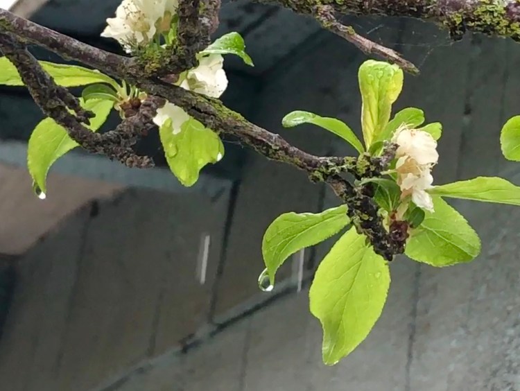 Rain on plum