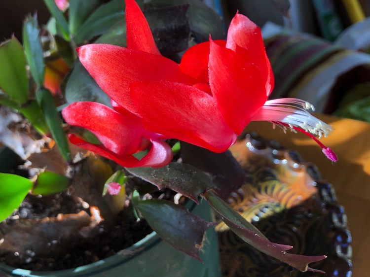 Christmas Cactus 