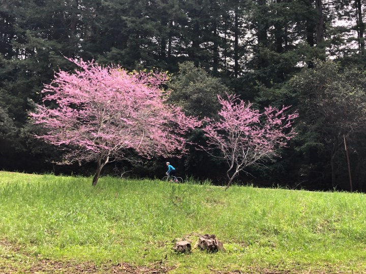 Bike among the trees