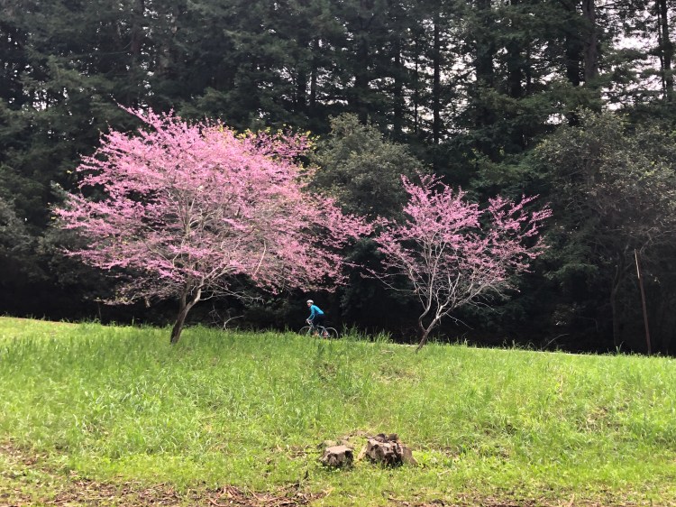 Bike among the trees