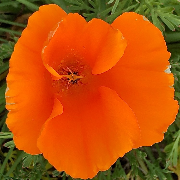 California poppy