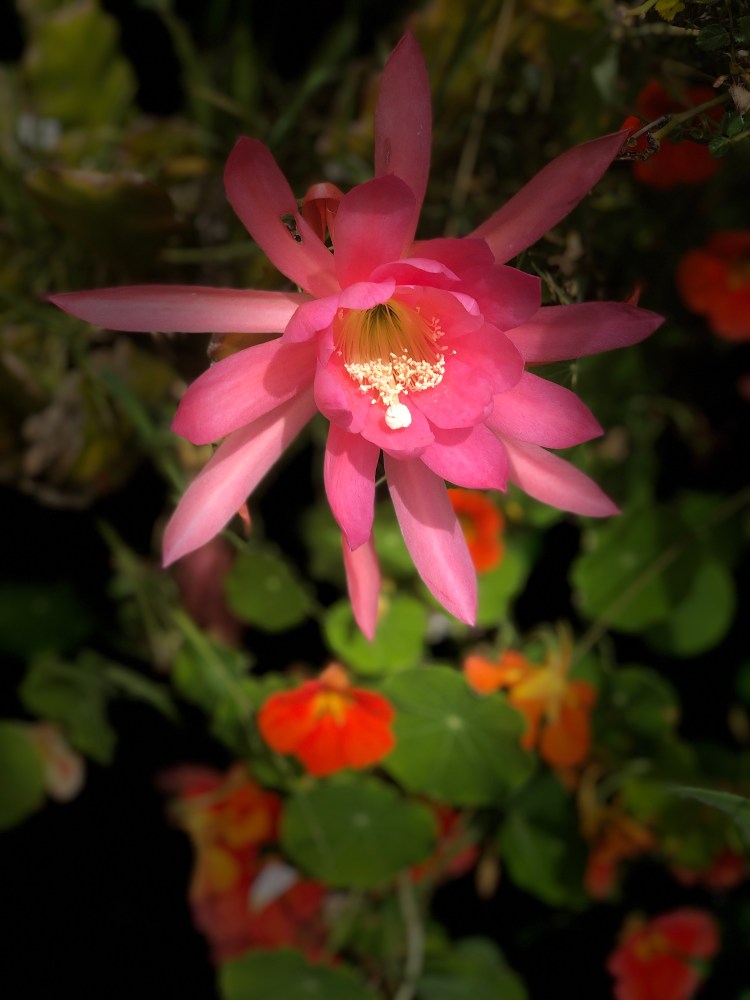 Cactus flower