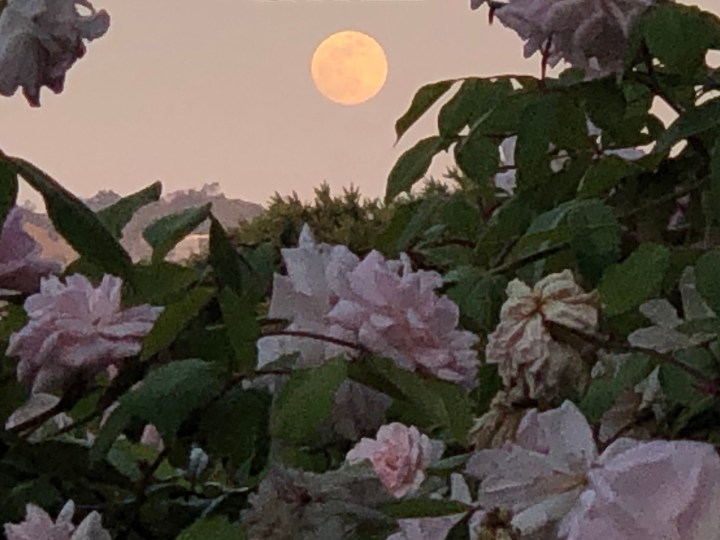 Roses and moon