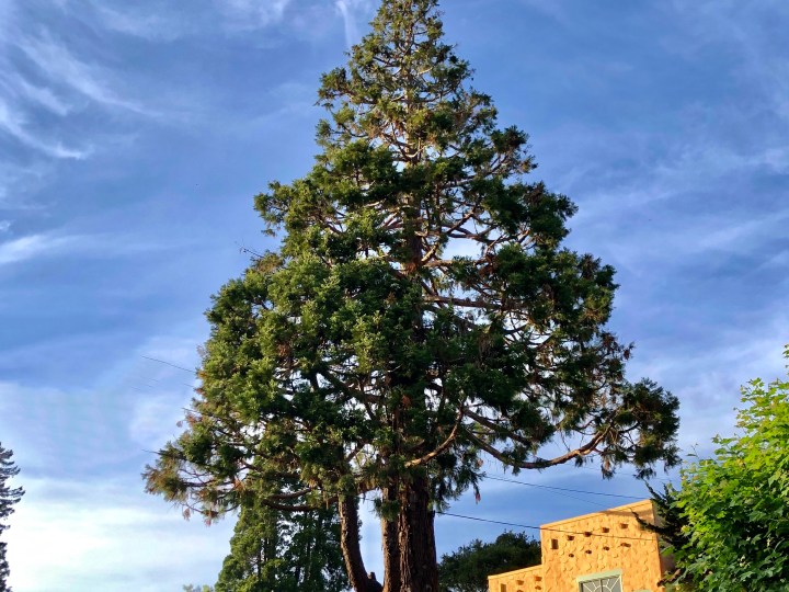 Giant Sequoia