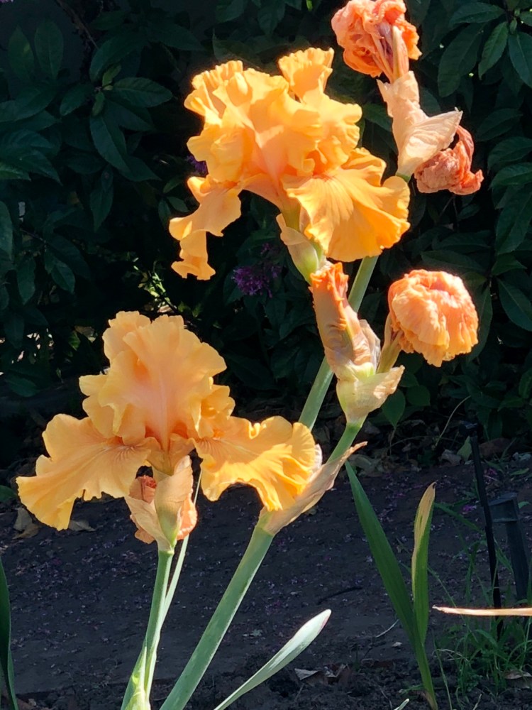 Yellow iris