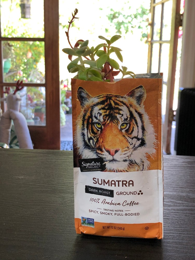 Succulent in coffee bag