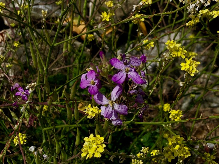 Yellow and purple flowers