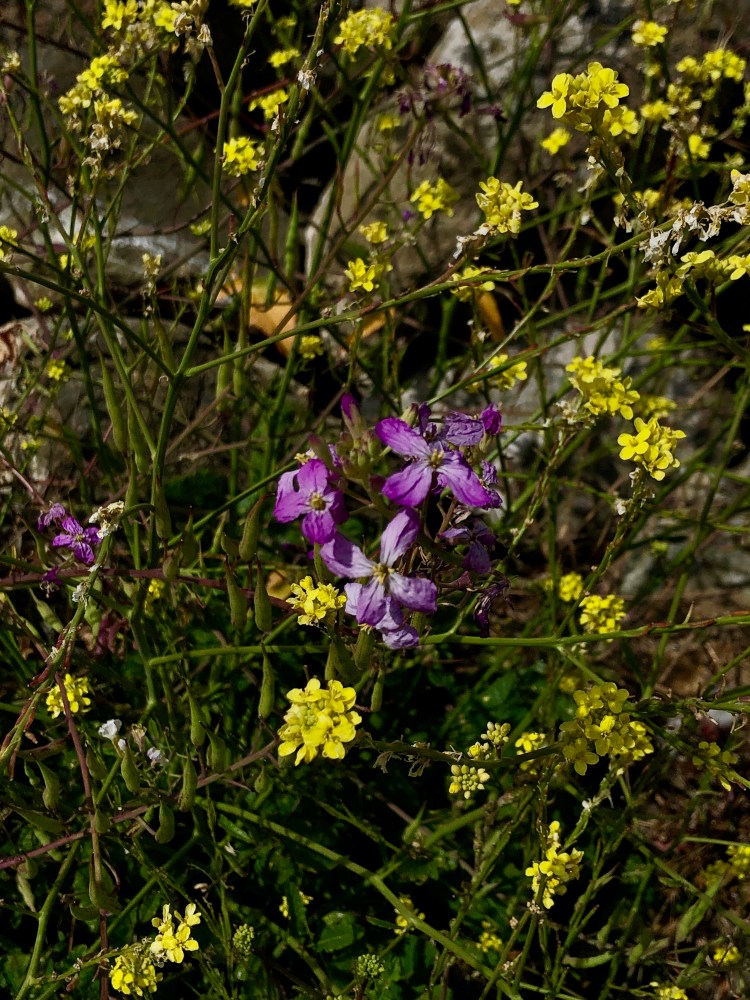 Yellow and purple flowers