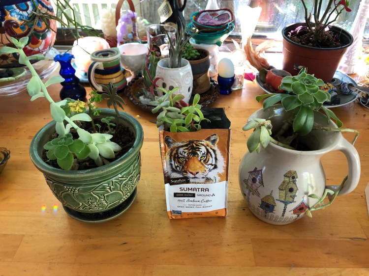 House plants