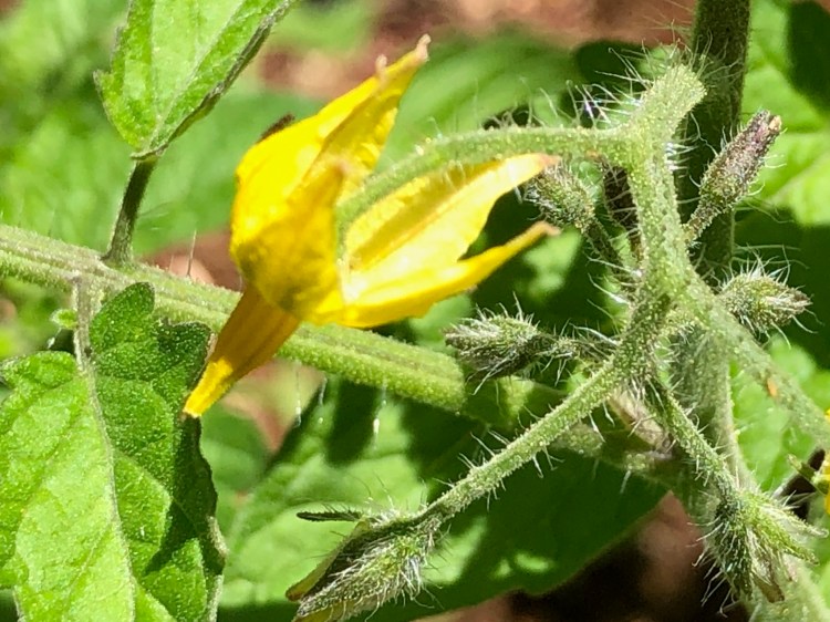 Tomato blossom 