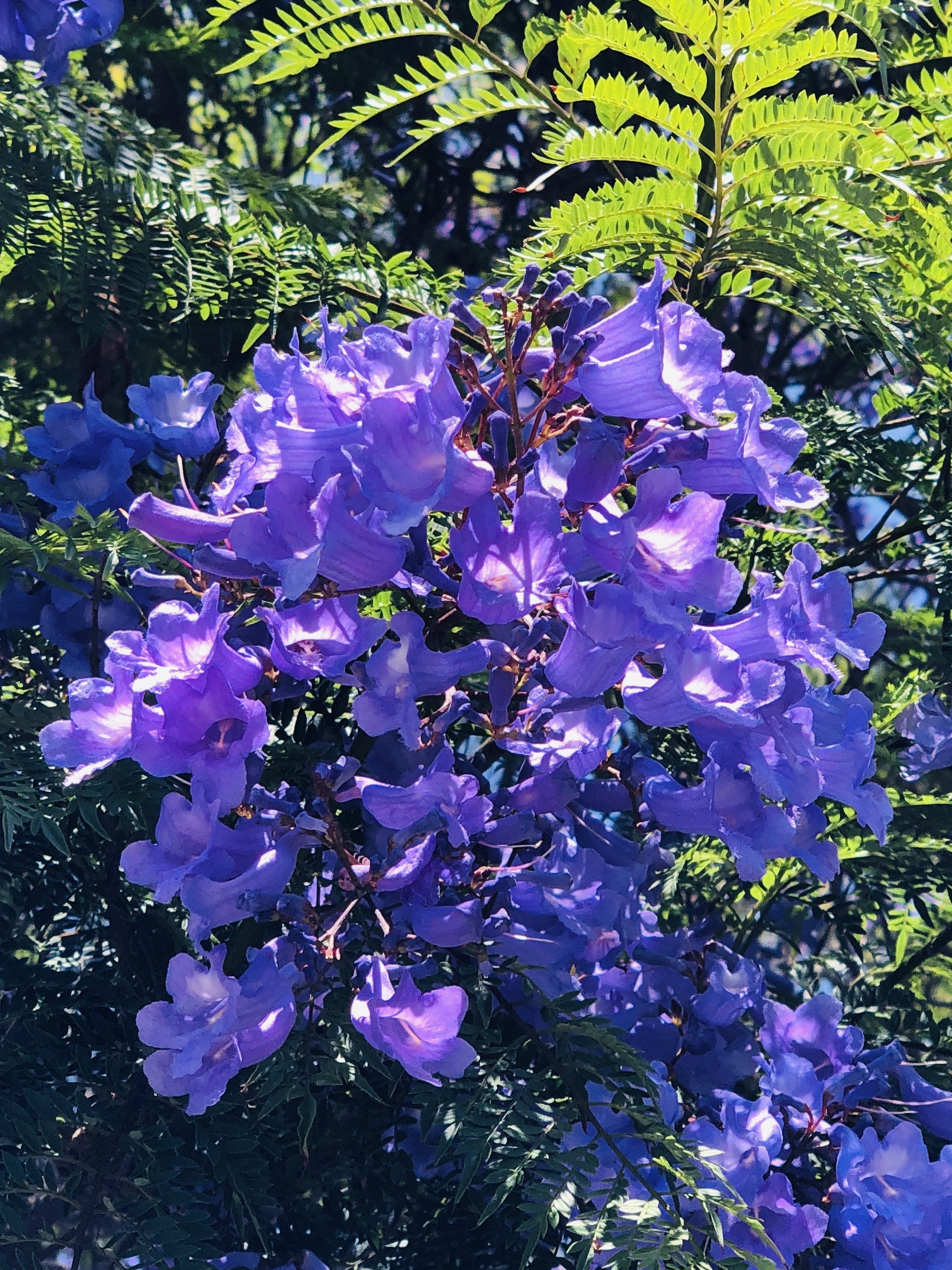 Jacaranda flowers
