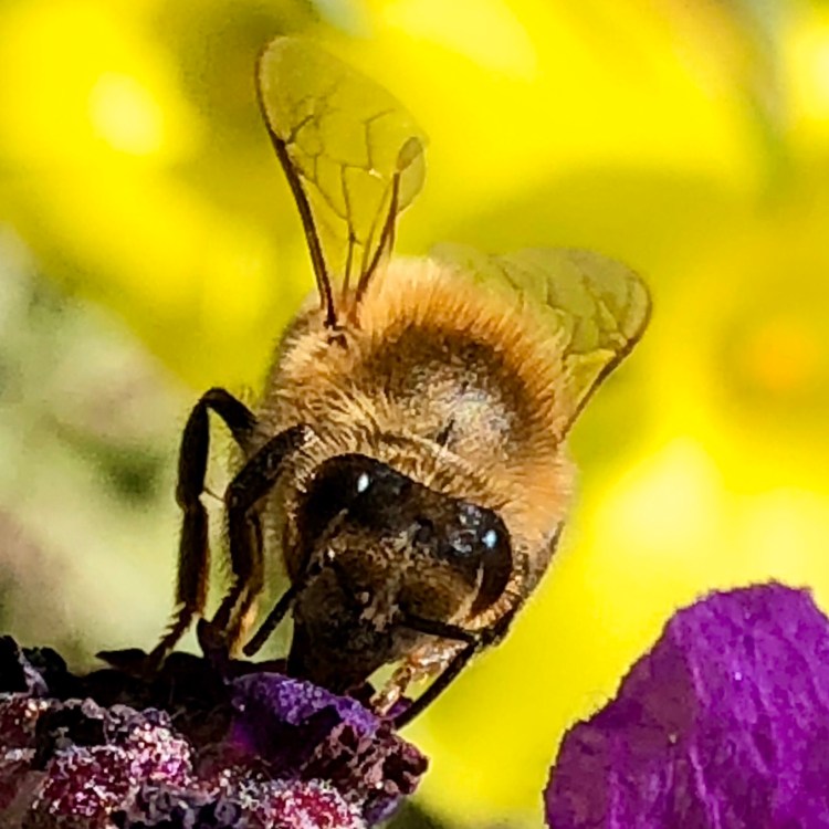 Bee 