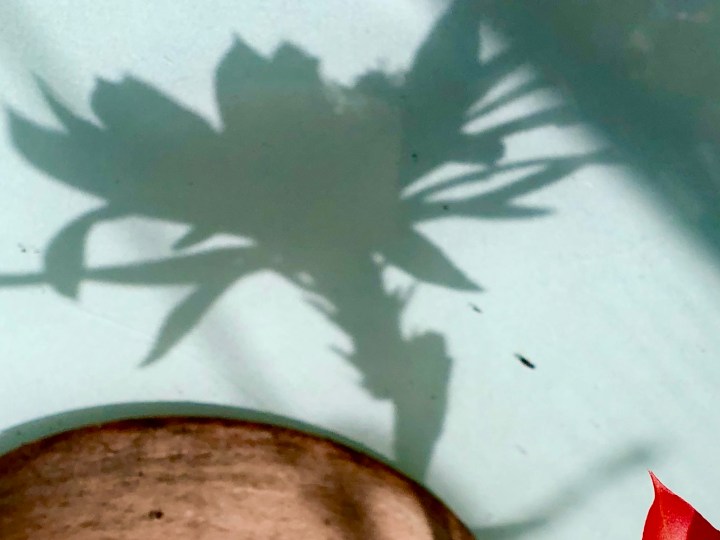 Shadow of cactus flower
