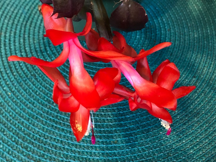 Christmas Cactus 