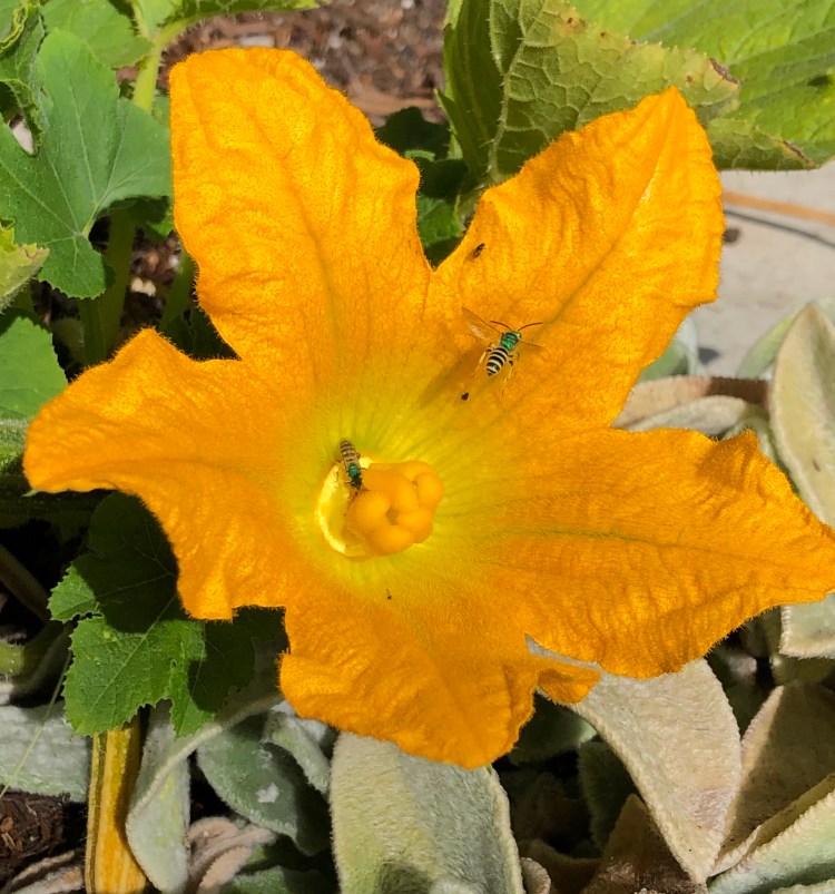 Zucchini flower with green bee