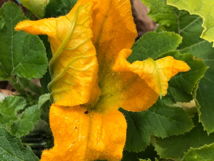 Zucchini flower