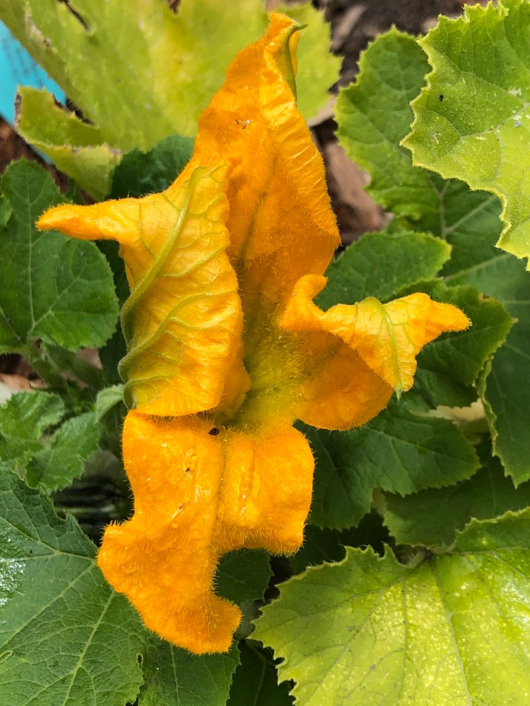 Zucchini flower