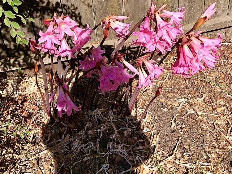 Shadow and Belladona