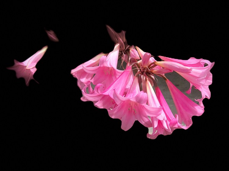 Flowers In Stage lighting 