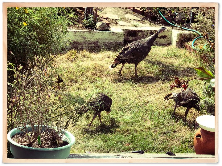 Turkeys August 202