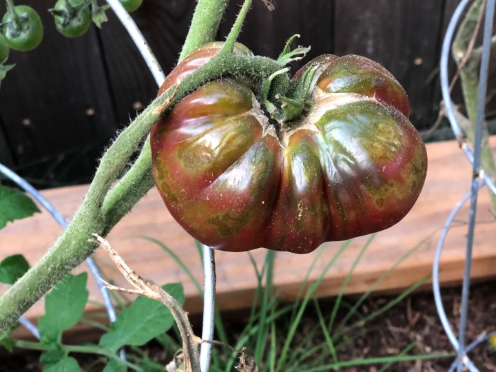 Big tomatoes