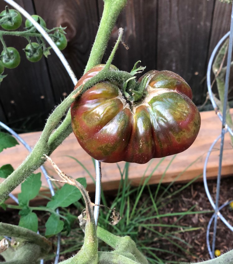 Big tomatoes 
